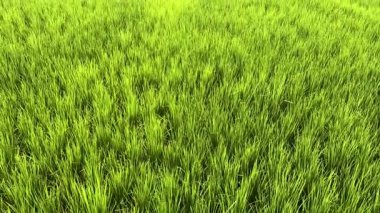 Bereketli yeşil pirinç tarlası. Gün batımında yakın plan.