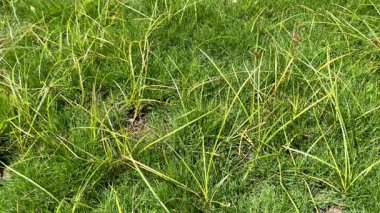 Çimenlerdeki Deela otları (Cyperus rotundus)