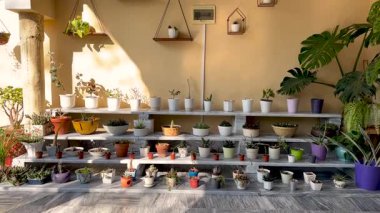 Mermer bitki tezgahında güneş ışığıyla sulu saksı ve kaktüs aranjmanı.
