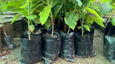 Tamarillo (Solanum betaceum) bitkilerin fidanlığında plastik torbalarda yetişir.