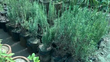 Serada yetişen biberiye fidanları.