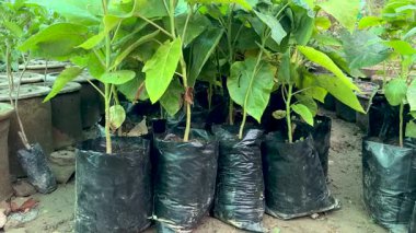 Tamarillo ağaç fidanları serada çoklu çantalarda