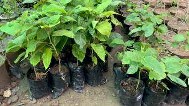 Tamarillo domates ağacı seradaki küçük bitkiler