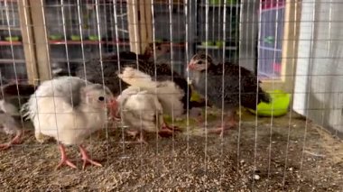 Çocuk odasında filizlenen yapraklı incir fideleri.