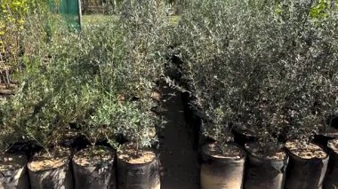 Çocuk odasında filizlenen yapraklı incir fideleri.