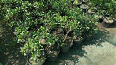 Çocuk odasında küçük saksılarda büyüyen Crassula ovata (Yeşim Bitkisi)