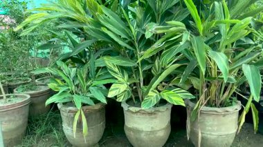 Alpinia zerumbet kabuklu zencefil bitkilerinin kreşteki büyük çömlek içinde satılığa çıkarılması için.