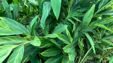 Değişik kabuk zencefil bitkisinin yaprakları (Alpinia zerumbet Variegata) yakın görünüm.