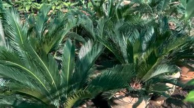 Cycas revoluta (sago palmiye, kral sago, sago cycad, Japon sago palmiyesi) bitkilerin yetiştirildiği yerde satılıktır.