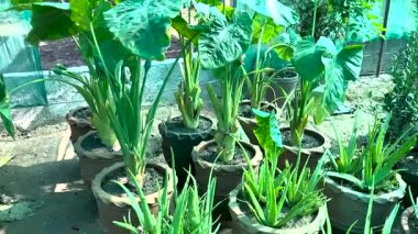 Alocasia calidora aroidleri bitkilerin fidanlıklarında büyük kil saksılarda yetişiyor.