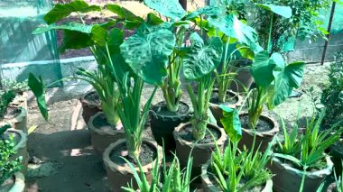 Alocasia ya da jumbo dik fil kulakları büyük çömleklere ekilir.