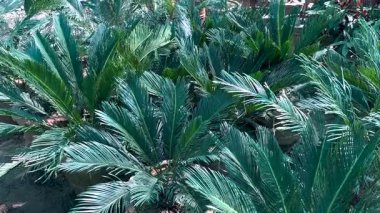 Sago kral palmiye bitkileri satılık.