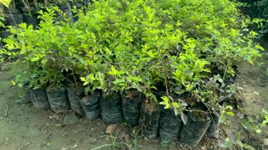 Bitki yetiştirme odasında siyah polyester poşetlerde duranta ereksiyon bitkileri