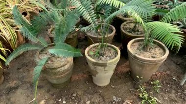 Cycad Encephalartos senticosus palmiyeleri satılık bitki fidanlığında