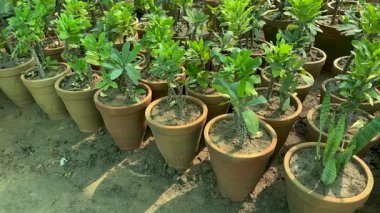 Tahttan yapılmış Euphorbia milii taçlandırması bitkilerin fidanlıklarında büyük saksılarda bitkiler