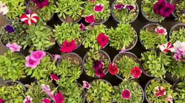 Bitki Bakımevindeki Saksılarda Güzel Petunya Çiçekleri. Kreşteki Petunia Tohumları.