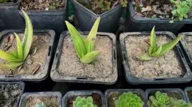 Tedavi amaçlı ve süs amaçlı saksılarda çeşitli aloe vera bitkileri var.