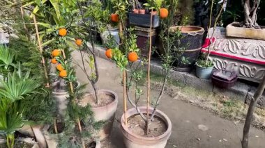 Bahçede olgun portakallı narenciye ağacı