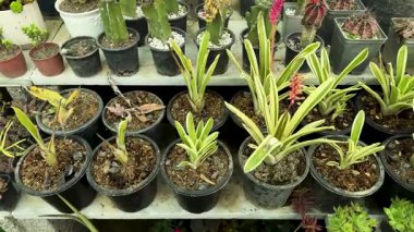 Bromeliad saksısı. Dünya yıldızı bitkileri kreşte.