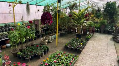 Çeşitli saksı bitkileri ve çiçekleri olan bir sera.