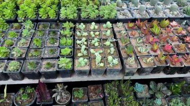 Bebek odasında sulu ve kaktüs üretimi