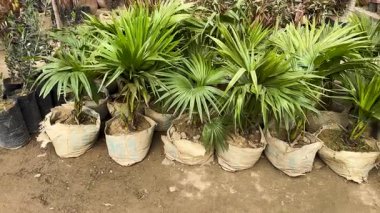 Livistona Rotundifolia masa palmiyeleri.