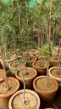 Ota yakın görüntüde büyüyen sedir ağaçları dikey 4k video