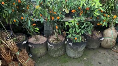Bitki Yetiştirme Odasında Kumquat Meyve Ağaçları