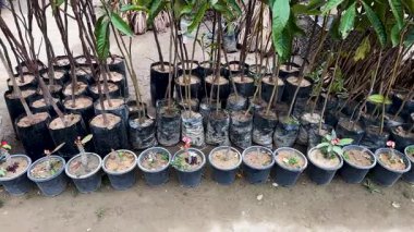 Loquat Meyve Ağacı fidanları Çocuk Yuvasında Satılık Torbalar