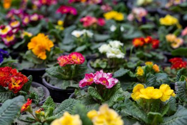 Serene Garden 'daki Primrose çiçeklerinin farklı renkleri. Seçici odak.