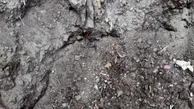 Bahçecilik ve çiftçilik için organik gübre yığını