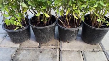 domates fideleri plastik tencere bitki için hazır