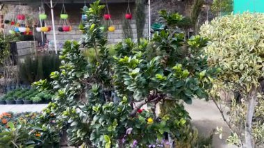 Sanatsal Çamur Saksıları 'ndaki çarpıcı Bonsai Ağaçları. Bahçe ve Dekorasyon İçin Mükemmel