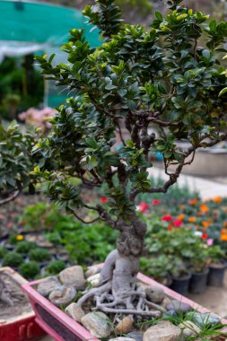 Konser Tepsisindeki Çarpıcı Bonsai Ağaçları.