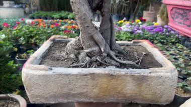 Dekoratif Beton Kutusunda Zarif Bonsai Ağacı