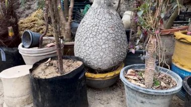 Büyük Bagajlı At Kuyruğu Ayası 'nın yakın çekimi. Tencerede Benzersiz Avuç İçi