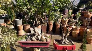Bonsai bitkileri fidanlıkta.