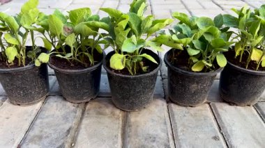 Küçük kaplarda patlıcan tohumları.