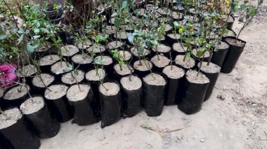 Plastik Torbalarda Gül Sapları.