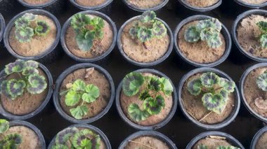 Çocuk odasındaki küçük saksılarda sardunya bitkileri yetişiyor. Bitkilerin yayılma konsepti.