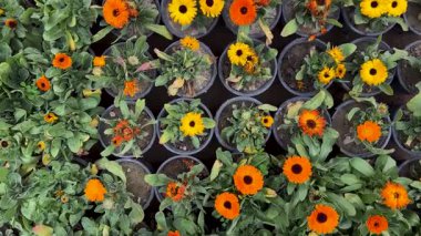 Bahçe kaplarında Calendula Çiçekleri