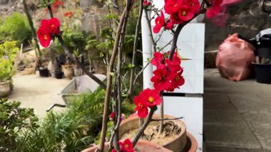 Şaşırtıcı Kırmızı Chaenomeles Speciosa Çiçek Kapanış Görünümü