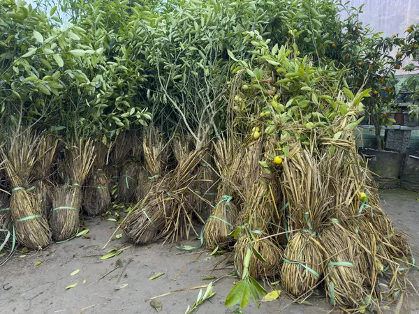 Çocuk odasında limon fidanı yetiştiriyor.