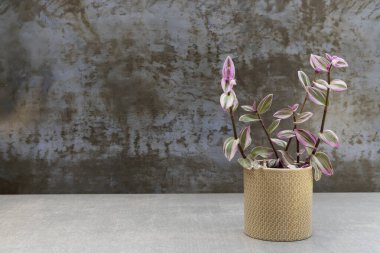 Gezgin Yahudi (Pembe) çiçekli canlı, pembemsi, yeşil ve yeşil yapraklı