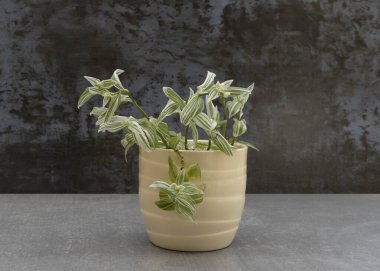 Gezgin Yahudi (beyaz) Tradescantia zebrina beyaz seramik bir tencerede