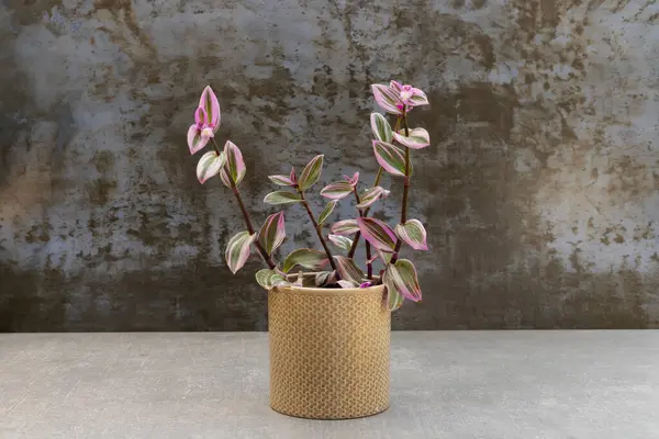 Seramik kap içinde Tradescantia albiflora Nanouk Pembe Fabrikası