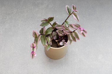 Gri Arkaplanda Dekoratif Saksıda Pembe Tradescantia Nanouk Bitkisi