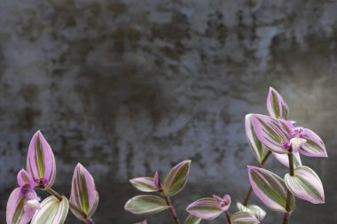 Gri Duvar 'a karşı Pembe Tradescantia Nanouk Fabrikası. Metnin için Boşluk Boşluğu.