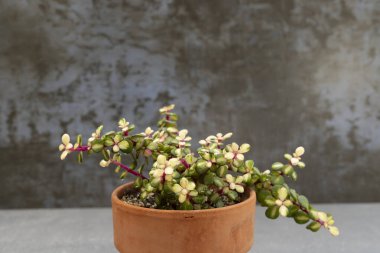 Çamurdan yapılmış çeşitli bir portulacaria yeşimi bitkisinin yakınına.