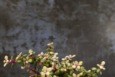 Bir portulacaria afra 'Medio-picta' Midstripe gökkuşağı çalısı metin için metin alanı ile yakın plan
